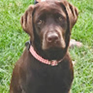 Meet your Posher, Mara